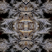Mandala In Snow 8b