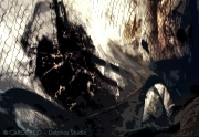 Tarp Dancer 2