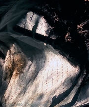Tarp Dancer 3
