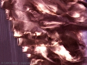 Who Has Seen the Wind 1