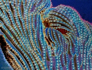 Sonoran Starry Night