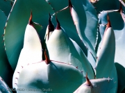 Agave Conversation 1