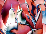 Agave Conversation 2