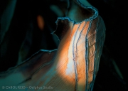 Agave Flame
