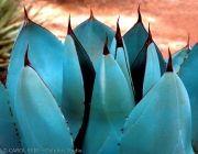 Agave Gathering