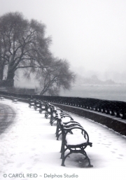 All Benches Lead to Willow
