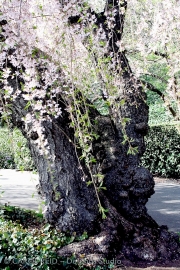Ancient Cherry