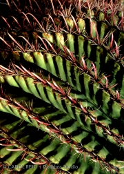 Barrel Spiral