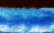 Bluegrass