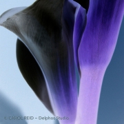 Calla Blue