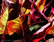 Canna Crazyquilt