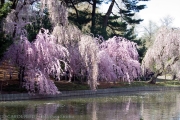 Cherry Pink Sweep