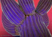 Colossus In Blue
