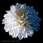 Day & Night Dahlia