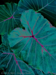 Elephant Ears