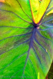 Elephant Ears In Sun