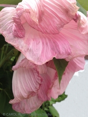 Fading Beauty 1