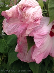 Fading Beauty 2