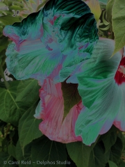 Fading Beauty 2a