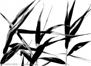 Grass Writings