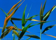 Grass Writings On the Sky