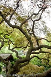 Japanese Mosaic