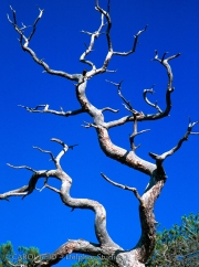Lightning Tree