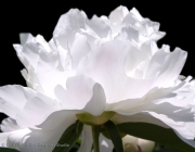 Prima Peony