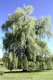 Queen Of Willows