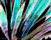Rainbow Rays Blue