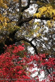 Red & Gold