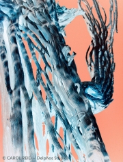 Saguaro Bones