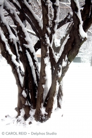 Snowy Bush