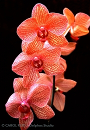Spray Of Orchids