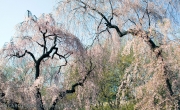 Springtime High