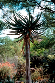 Tree Of Life 2