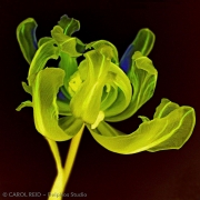 Tulip Dancer 1