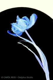 Tulip Dancer 3