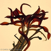 Tulip Dancers 2