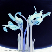 Tulip Dancers 4