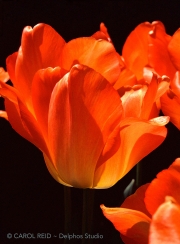 Tulip Flames