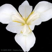 White Iris
