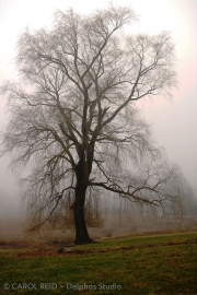 Willow In Fog