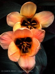 Wood Tulip Twins