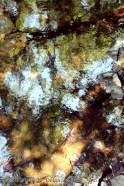 Watercolors 4